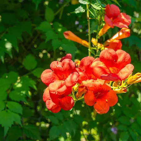 House Terra Madre 別荘 *